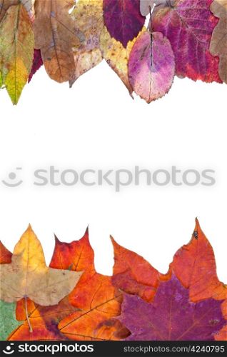 two side frame from variegated autumn leaves isolated on white background