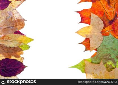 two side natural frame from autumn leaves isolated on white background