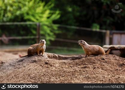 two sitting natural marmots looking in opposite directions. Curious european suslik posing to photographer. little sousliks observing.. two sitting natural marmots looking in opposite directions. Curious european suslik posing to photographer. little sousliks observing