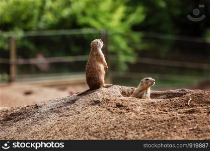 two sitting natural marmots looking in opposite directions. Curious european suslik posing to photographer. little sousliks observing.. two sitting natural marmots looking in opposite directions. Curious european suslik posing to photographer. little sousliks observing