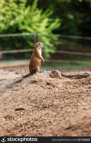 two sitting natural marmots looking in opposite directions. Curious european suslik posing to photographer. little sousliks observing.. two sitting natural marmots looking in opposite directions. Curious european suslik posing to photographer. little sousliks observing