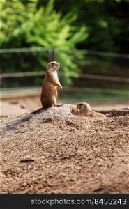 two sitting natural marmots, meerkats look out of the burrow. Curious european suslik posing to photographer. little sousliks observing. two sitting natural marmots, meerkats look out of the burrow. Curious european suslik posing to photographer. little sousliks observing.