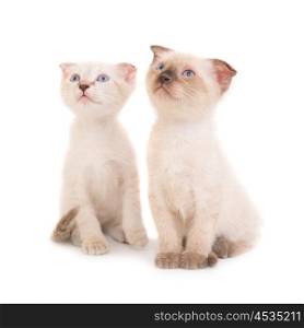 Two sitting purebred kittens isolated on white background. Studio shot