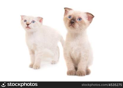 Two sitting purebred kittens isolated on white background. Studio shot