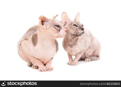 Two sitting purebred sphinx cats isolated on white background. Studio shot of ukrainian levkoy breed