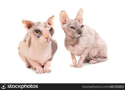 Two sitting purebred sphinx cats isolated on white background. Studio shot of ukrainian levkoy breed