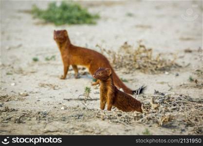 Two Slender mongoose out of den in dry land in Kgalagadi transfrontier park, South Africa; specie Galerella sanguinea family of Herpestidae. Slender mongoose in Kgalagadi transfrontier park, South Africa