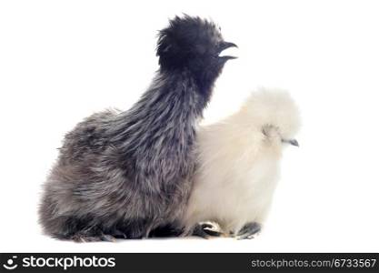 two small bantam silkies on a white background