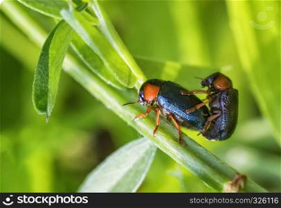 two small beetles are having sex in nature