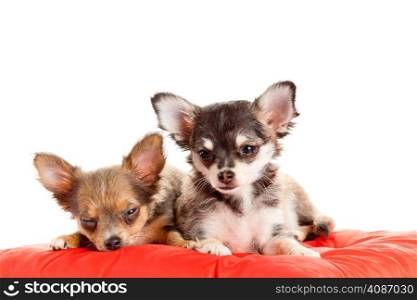 two small Chihuahua puppies. Chihuahua dog on red pillow isolated on white