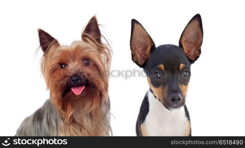 Two small dog with raised ears. Two small dog with raised ears isolated on a white background