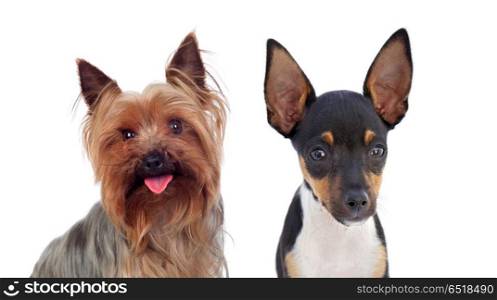 Two small dog with raised ears. Two small dog with raised ears isolated on a white background