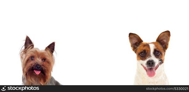 Two small dogs looking at camera isolated on a white background