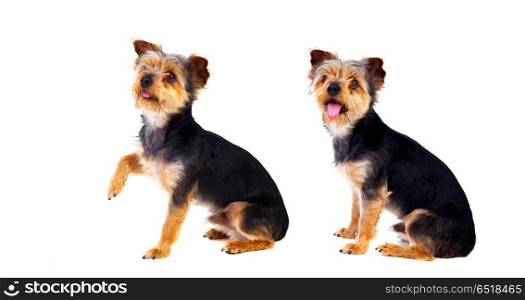 Two small dogs. Two small dogs isolated on a white background
