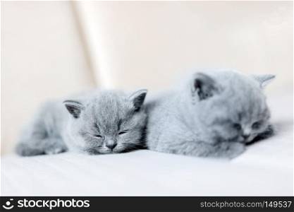 Two small kittens laying toghether, sleeping. Furry sibiling. British shorthair cat.. Furry sibiling sleeping toghether.