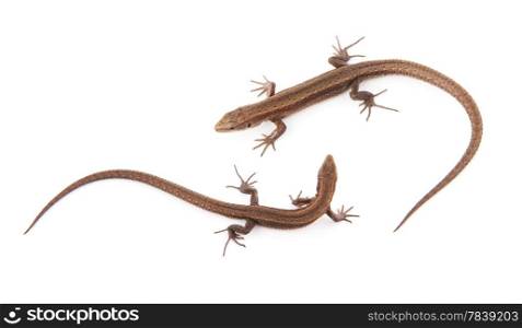 Two small lizards on a white background