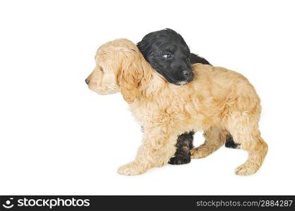 Two small puppies playing on white