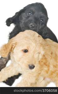 Two small puppies playing on white