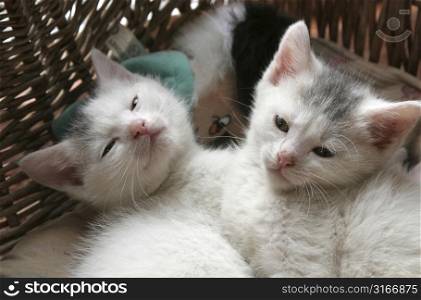Two small young kittens lying close together in their basket