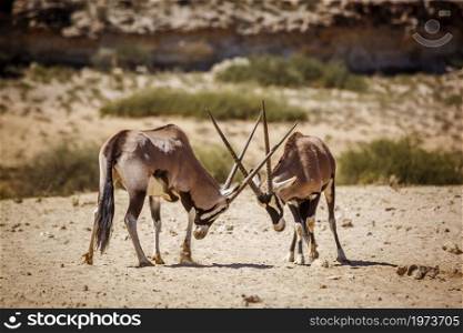 Two South African Oryx bull dueling in Kgalagadi transfrontier park, South Africa; specie Oryx gazella family of Bovidae. South African Oryx in Kgalagadi transfrontier park, South Africa