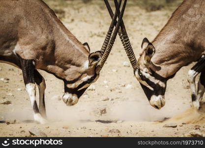 Two South African Oryx bull dueling in Kgalagadi transfrontier park, South Africa; specie Oryx gazella family of Bovidae. South African Oryx in Kgalagadi transfrontier park, South Africa