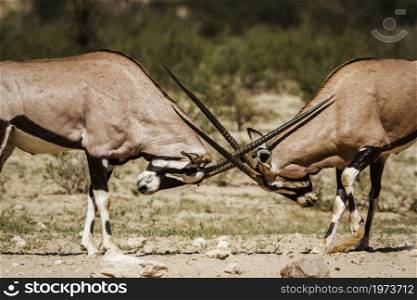 Two South African Oryx bull dueling in Kgalagadi transfrontier park, South Africa; specie Oryx gazella family of Bovidae. South African Oryx in Kgalagadi transfrontier park, South Africa