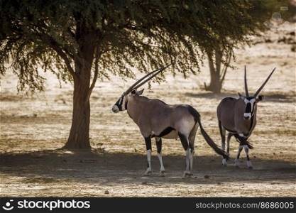 Two South African Oryx cool down under tree shadow in Kgalagadi transfrontier park, South Africa  specie Oryx gazella family of Bovidae. South African Oryx in Kgalagadi transfrontier park, South Africa