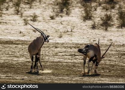 Two South African Oryx dueling in dry land in Kgalagadi transfrontier park, South Africa; specie Oryx gazella family of Bovidae. South African Oryx in Kgalagadi transfrontier park, South Africa