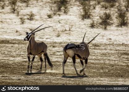Two South African Oryx dueling in dry land in Kgalagadi transfrontier park, South Africa  specie Oryx gazella family of Bovidae. South African Oryx in Kgalagadi transfrontier park, South Africa