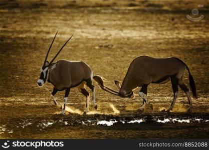 Two South African Oryx dueling in sand at dusk in Kgalagadi transfrontier park, South Africa; specie Oryx gazella family of Bovidae. South African Oryx in Kgalagadi transfrontier park, South Africa