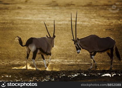 Two South African Oryx dueling in sand at dusk in Kgalagadi transfrontier park, South Africa; specie Oryx gazella family of Bovidae. South African Oryx in Kgalagadi transfrontier park, South Africa