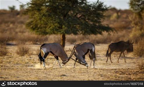 Two South African Oryx fighting in Kgalagadi transfrontier park, South Africa; specie Oryx gazella family of Bovidae. South African Oryx in Kgalagadi transfrontier park, South Africa