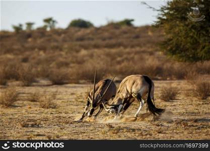 Two South African Oryx fighting in Kgalagadi transfrontier park, South Africa; specie Oryx gazella family of Bovidae. South African Oryx in Kgalagadi transfrontier park, South Africa