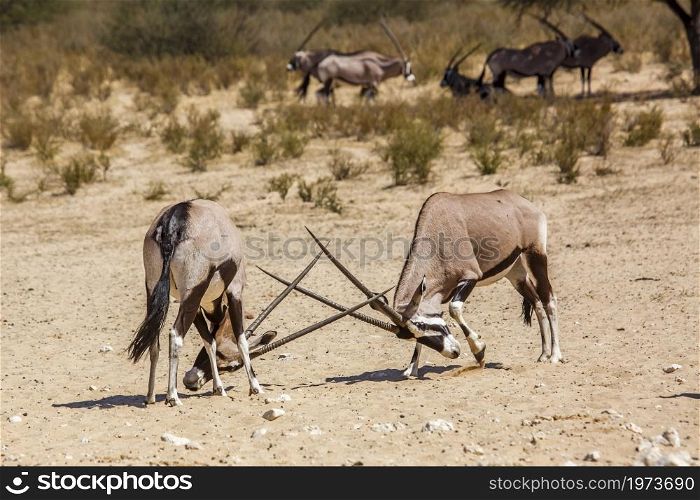 Two South African Oryx male dueling in Kgalagadi transfrontier park, South Africa; specie Oryx gazella family of Bovidae. South African Oryx in Kgalagadi transfrontier park, South Africa