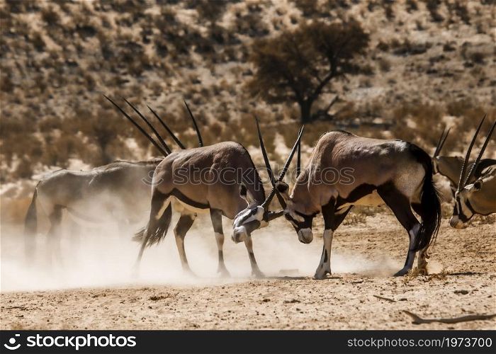 Two South African Oryx male dueling in Kgalagadi transfrontier park, South Africa; specie Oryx gazella family of Bovidae. South African Oryx in Kgalagadi transfrontier park, South Africa