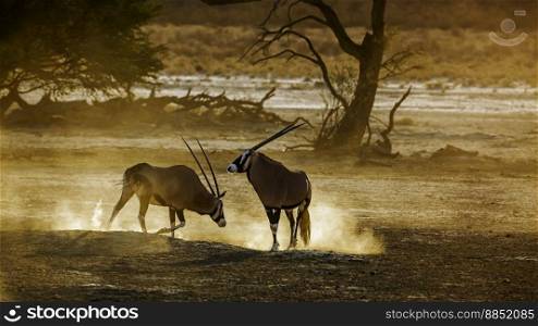 Two South African Oryx moving in sand dust at dawn in Kgalagadi transfrontier park, South Africa  specie Oryx gazella family of Bovidae. South African Oryx in Kgalagadi transfrontier park, South Africa