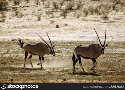 Two South African Oryx running in sand dust in Kgalagadi transfrontier park, South Africa  specie Oryx gazella family of Bovidae. South African Oryx in Kgalagadi transfrontier park, South Africa