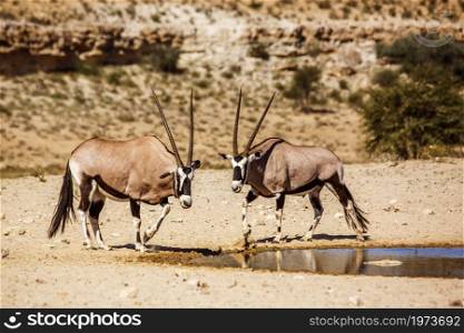 Two South African Oryx standing at waterhole in Kgalagadi transfrontier park, South Africa; specie Oryx gazella family of Bovidae. South African Oryx in Kgalagadi transfrontier park, South Africa