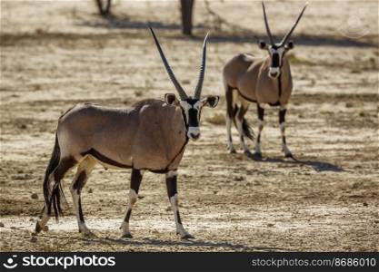 Two South African Oryx standing in dry land in Kgalagadi transfrontier park, South Africa; specie Oryx gazella family of Bovidae. South African Oryx in Kgalagadi transfrontier park, South Africa