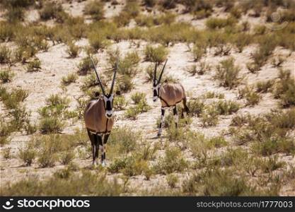 Two South African Oryx walking front view in Kgalagadi transfrontier park, South Africa; specie Oryx gazella family of Bovidae. South African Oryx in Kgalagadi transfrontier park, South Africa