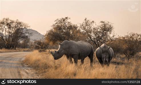 Two Southern white rhinoceros crossing safari road in Kruger National park, South Africa ; Specie Ceratotherium simum simum family of Rhinocerotidae. Southern white rhinoceros in Kruger National park, South Africa