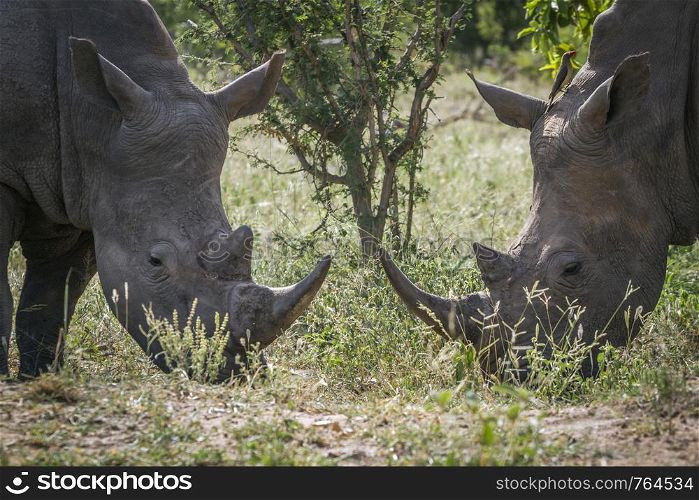 Two Southern white rhinoceros portrait in Kruger National park, South Africa ; Specie Ceratotherium simum simum family of Rhinocerotidae. Southern white rhinoceros in Kruger National park, South Africa