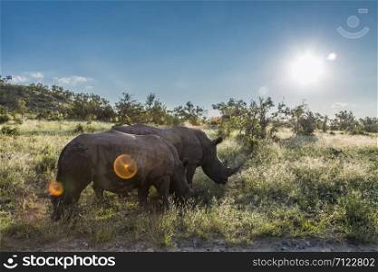 Two Southern white rhinoceros walking in backlit savannah in Kruger National park, South Africa ; Specie Ceratotherium simum simum family of Rhinocerotidae. Southern white rhinoceros in Kruger National park, South Africa
