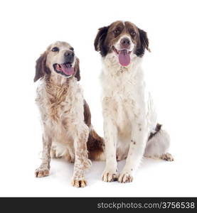 two spaniels in front of white background