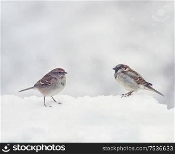 Two Sparrows on snow in the winter time