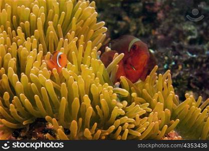 Two Spine Cheek anemone fish (Premnas biaculeatus) in sea anemone, North Sulawesi, Sulawesi, Indonesia