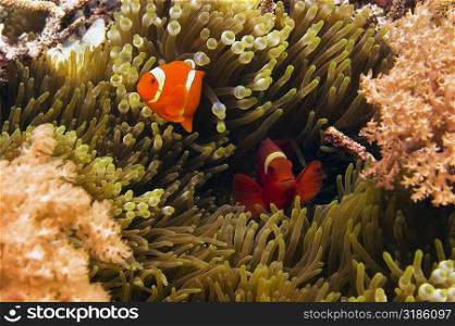 Two Spine Cheek anemone fish (Premnas biaculeatus) swimming underwater, North Sulawesi, Sulawesi, Indonesia