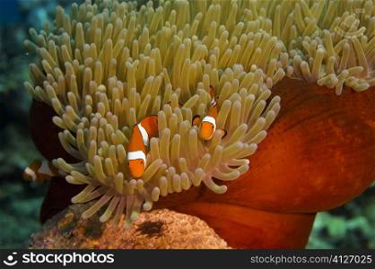 Two Spine Cheek anemone fish (Premnas biaculeatus) swimming underwater, Papua New Guinea