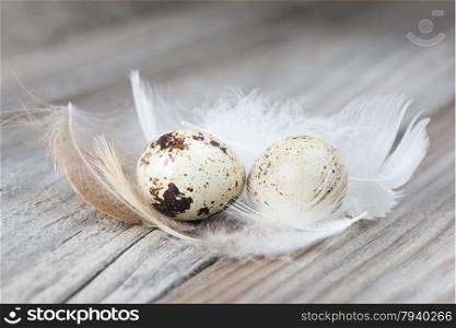 Two spotted quail eggs and fluffy feathers on the background of the old wooden boards