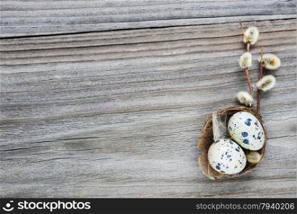 Two spotted quail eggs in a small nest and fluffy willow twigs on the background of the old wooden boards
